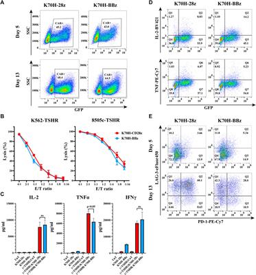 Signaling Dynamics of TSHR-Specific CAR-T Cells Revealed by FRET-Based Biosensors